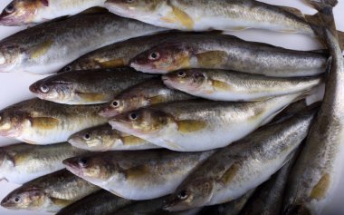 Safran kodları arka plan. Yakalayın