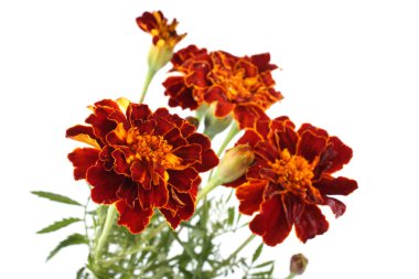 beyaz arkaplanda izole edilmiş kadife çiçekleri