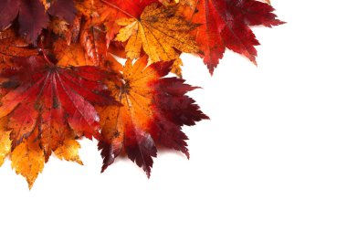 sonbahar yaprakları beyaz arkaplanda izole