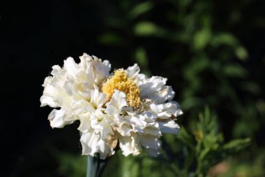 Bahçede beyaz kadife çiçeği yetişiyor