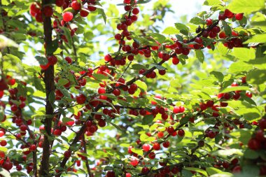 Nanking kirazı yetiştiriyorum. Uzak Doğu lezzeti