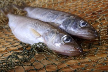 Büyük Pasifik eritilmiş balık ağı (Osmerus mordax)