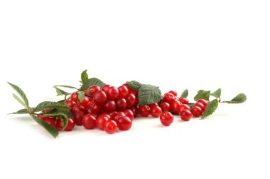 Nanking kiraz ve dal