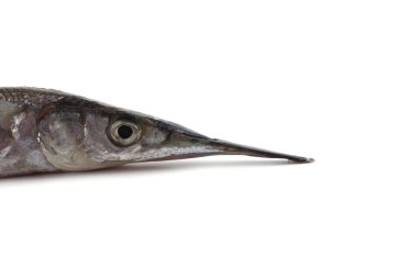 Garfish beyazda izole edilmiş.