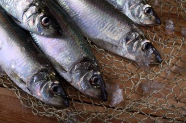 İnternette ringa balığı. Yakalayın