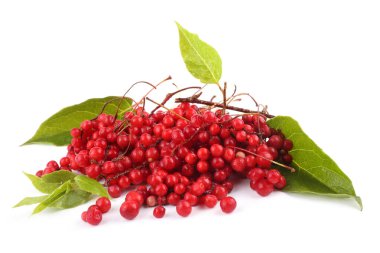 Schisandra Chinensis beyazı izole etti