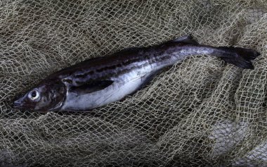 Pollock internette. Yakalayın