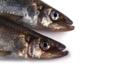 Gökkuşağı eritilmiş (Osmerus mordax) beyaz üzerine izole edilmiş