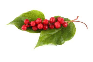 Schisandra Chinensis beyazı izole etti