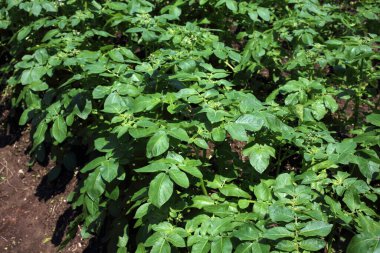 Patates yetiştiriyorum. Sahada patates hasadı