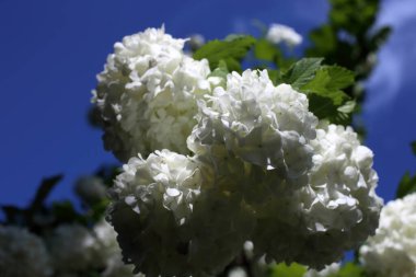 İnanılmaz çiçeklere yakın.