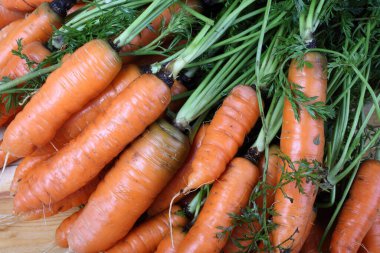 Yeşil yapraklı taze organik havuçlar.