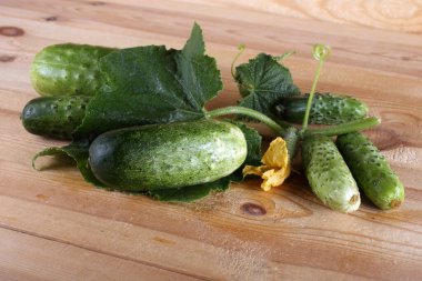 Salatalıklar masaya. Ülke biçimi