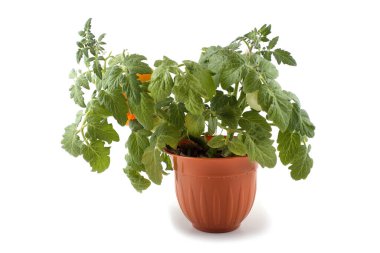 Topraktaki küçük yeşil bitki siyah arkaplana yakın.