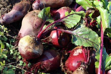 Taze pancar ve yeşil filizler.