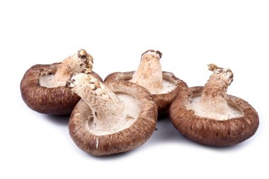 Beyaz arka planda izole edilmiş Şiitake mantarları