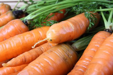 Masada havuç var. Ülke biçimi
