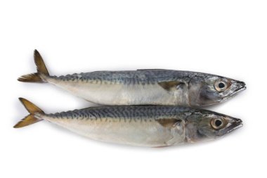 Chub uskumru (Pasifik uskumrusu, saba)