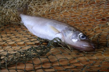 Büyük Pasifik eritilmiş balık ağı (Osmerus mordax)