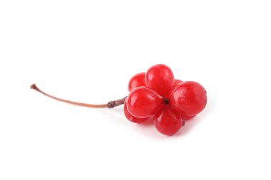 Schisandra chinensis (beş un meyvesi, manolya üzümü)