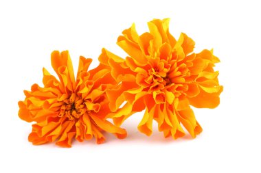 beyaz arkaplanda izole edilmiş kadife çiçekleri