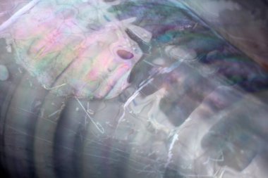 Çoklu renkli midye kabuğu arkaplanı