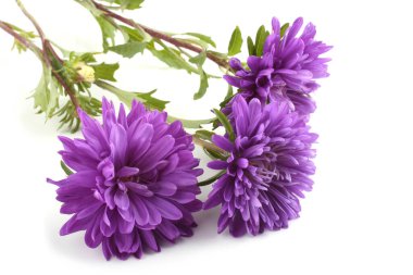 Beyaz üzerine izole edilmiş mor astörler.