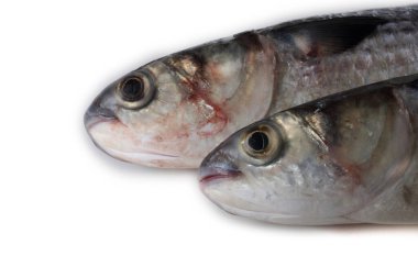 Düz başlı gri kefal (çizgili kefal, kabadayı kefal, kara kefal, sazan, deniz kefal))