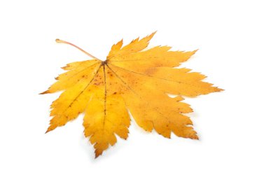 Parlak sonbahar yapraklarını kapatın.