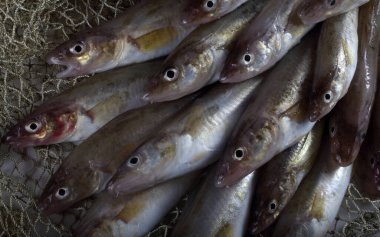 Safran kodları arka plan. Yakalayın