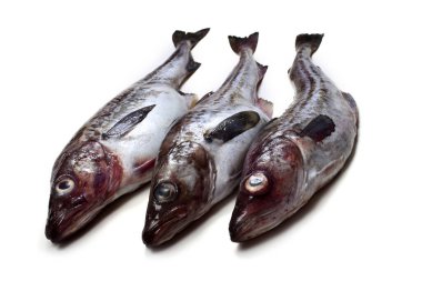 Beyaz arkaplanda Pollock