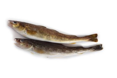 Safran morina balığı beyazda izole edilmiş.