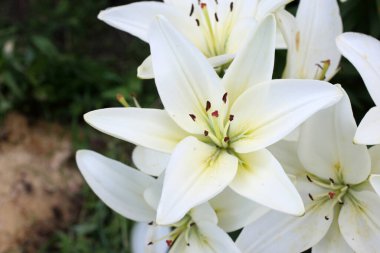 İnanılmaz çiçeklere yakın.