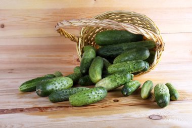 Salatalıklar masaya. Ülke biçimi