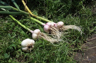 Taze aromatik sarımsak tıka basa