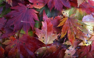 Sonbahar yapraklarını kapatın. Desenli arkaplan