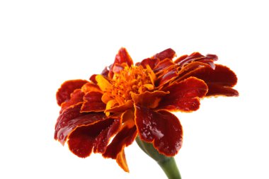 Marigold çiçeği beyaz arkaplanda izole edilmiş.