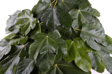 Sonbahar yapraklarını kapatın. Desenli arkaplan