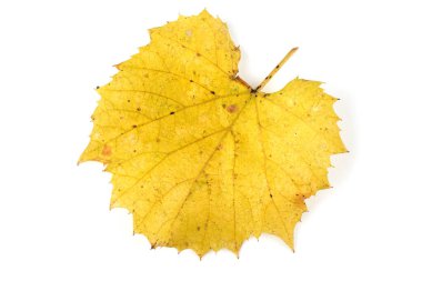 Beyaz arkaplanda sonbahar üzüm yaprağı