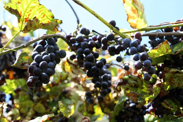 Growing Black Grape Wine Variety — Stock Photo, Image