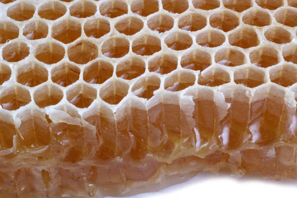 Fresh Delicious Honeycomb — Stock Photo, Image