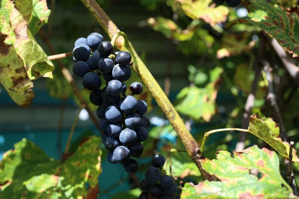 Growing Black Grape Wine Variety — Stock Photo, Image