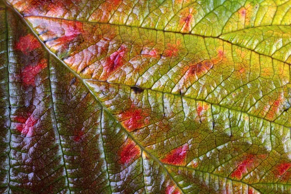 Макро Снимок Осенних Листьев — стоковое фото
