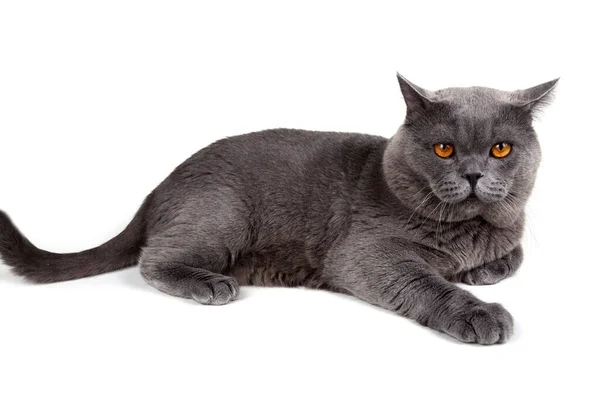 Британская Кошка Изолирована Белом Фоне — стоковое фото