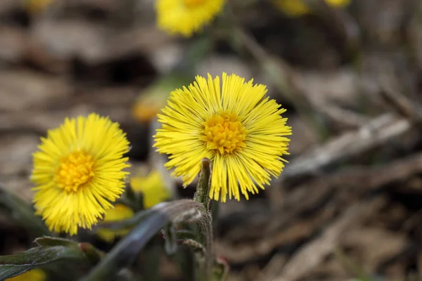 Coltsfoot Croissant Tussilago Farfara — Photo