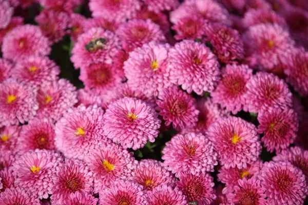 Gros Plan Des Fleurs Florissantes Étonnantes — Photo