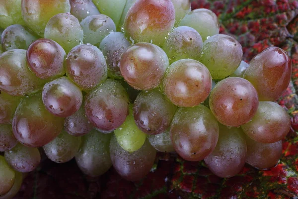 Fresh Grapes Maple Leaves — Stock Photo, Image