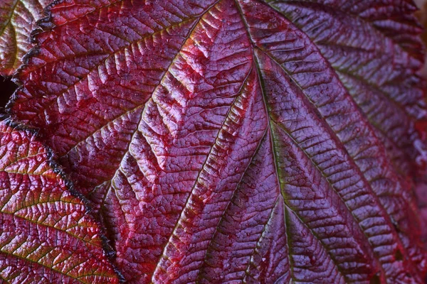 Makroaufnahme Der Herbstblätter — Stockfoto