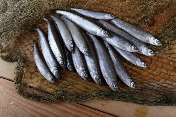 Czuć Ryby Sieci Odmiana Ryb Wytopionych Pacyfiku — Zdjęcie stockowe
