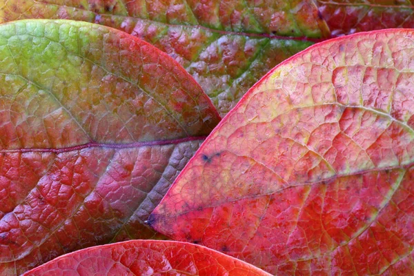 Close Fallen Autumn Leaves — Stock Photo, Image